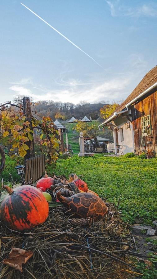Saschiz 130/Lodging And Glamping 外观 照片